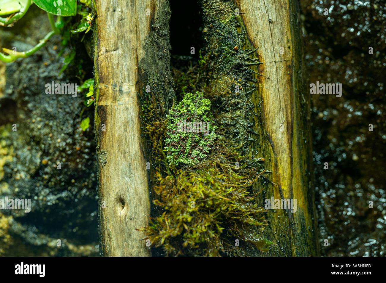 Die moosigen Frosch, vietnamesische moosigen Frosch oder Tonkin Bug-eyed Frosch, Theloderma Corticale findet in Nordvietnam. Stockfoto
