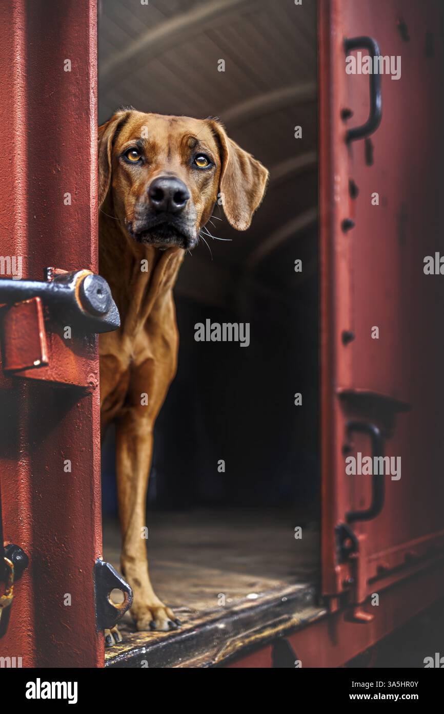 Rhodesian railway -Fotos und -Bildmaterial in hoher Auflösung – Alamy