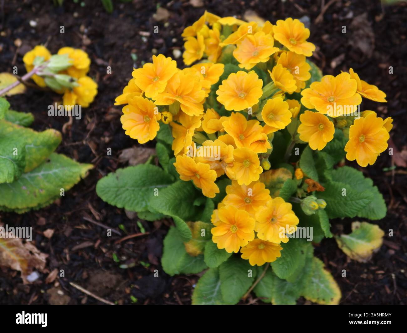 Die im März blühenden hellgelben Blüten der Kerze (Primula) sind ein willkommenes Zeichen des Frühlings in einem englischen Garten. Stockfoto
