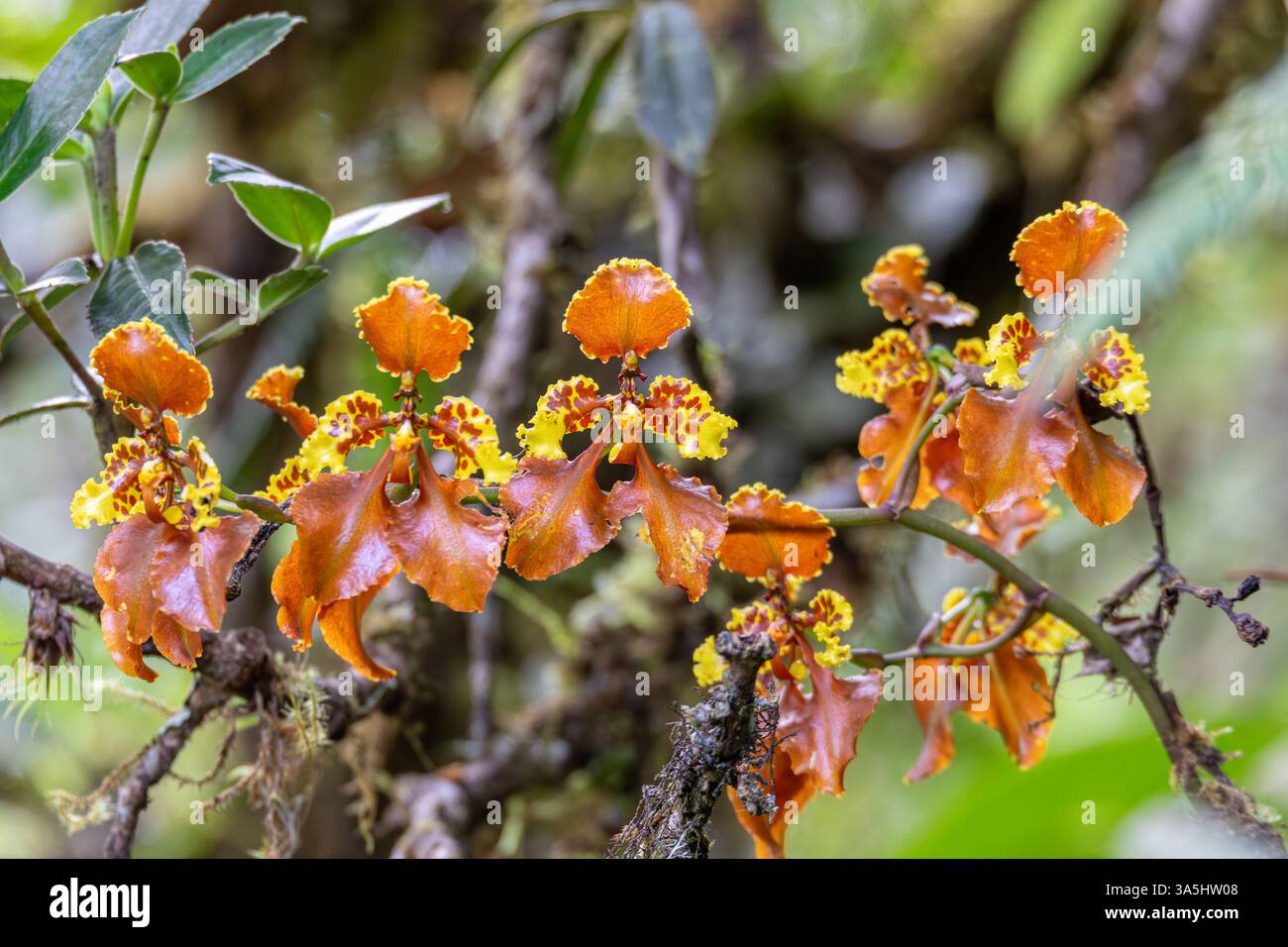Blume Oncidium altissimum, eine Orchideenart von Wydlers, die in ihrer natürlichen Umgebung im Hochland von Guasca, Kolumbien, wächst. Stockfoto