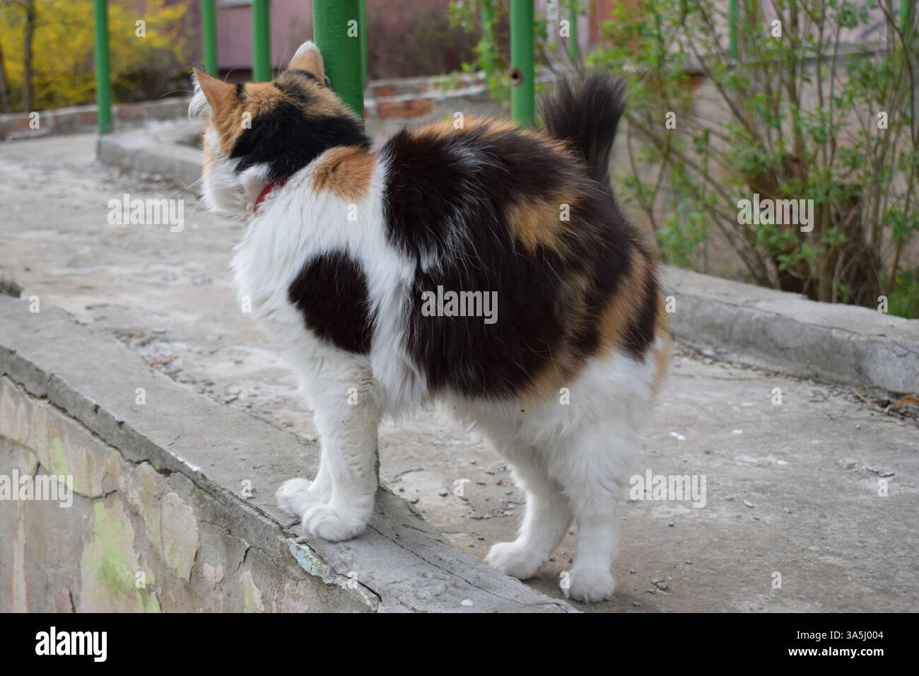 Eine flauschige, bunte Katze mit Flecken aus weißem, schwarzem und orangenem Fell. Die Katze sitzt auf einer Betonoberfläche und trägt ein rotes Halsband. Im Backgr Stockfoto