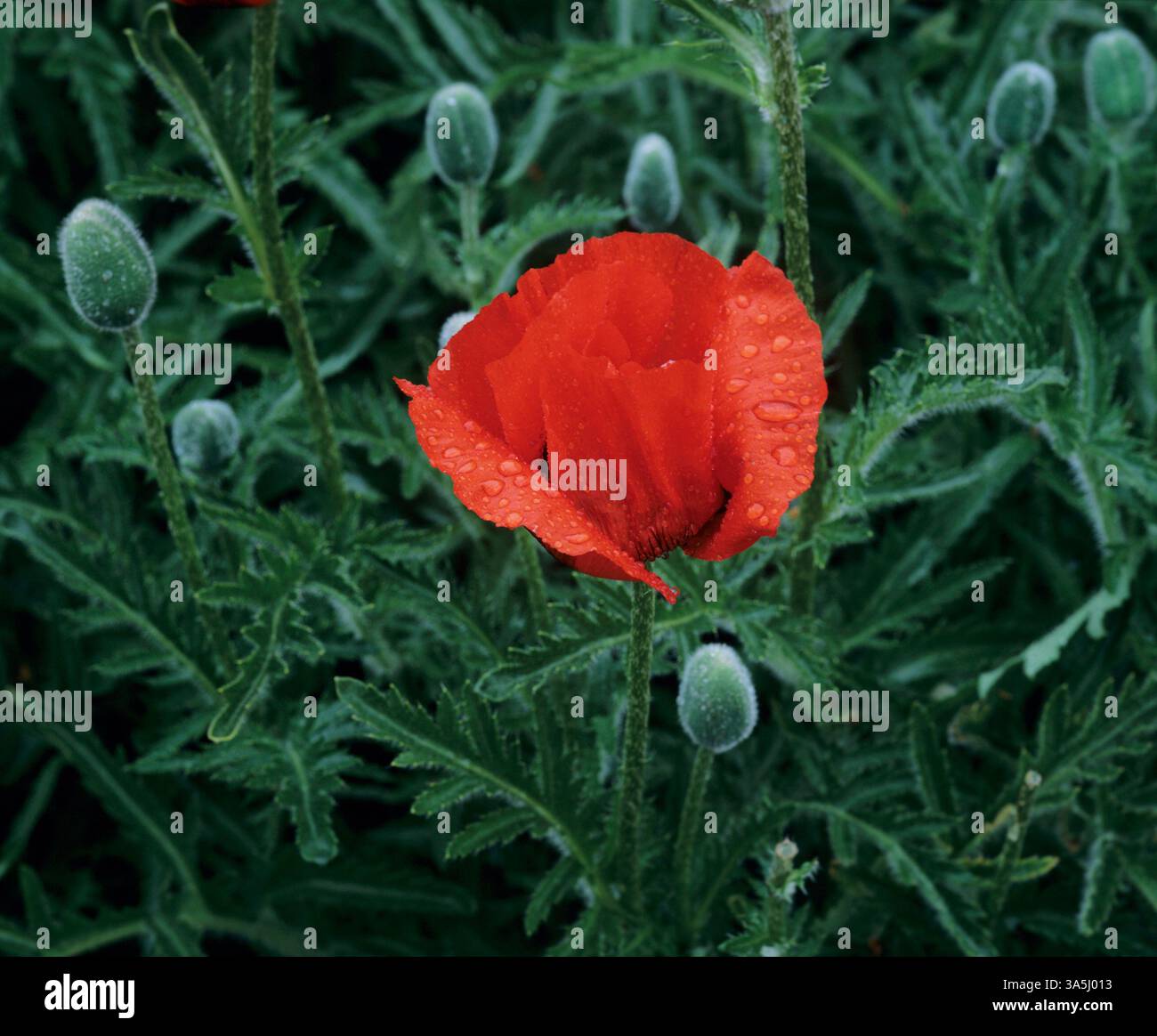 Roter Riesenmohn mit Regentropfen Stockfoto