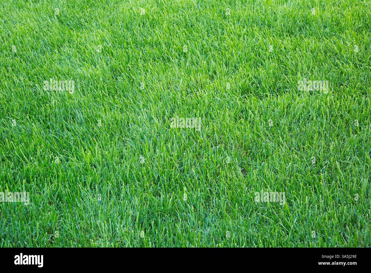 POA pratensis – Kentucky Bluegrass Rasen im Hinterhof im Spätsommer, Quebec, Kanada Stockfoto