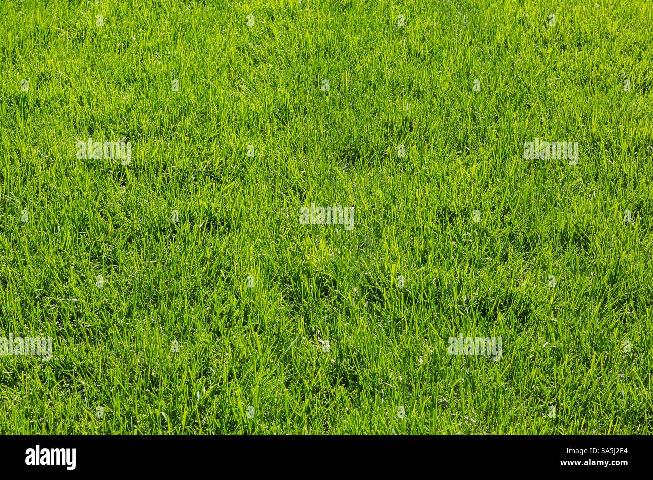 POA pratensis – Kentucky Bluegrass Rasen im Hinterhof im Spätsommer, Quebec, Kanada Stockfoto