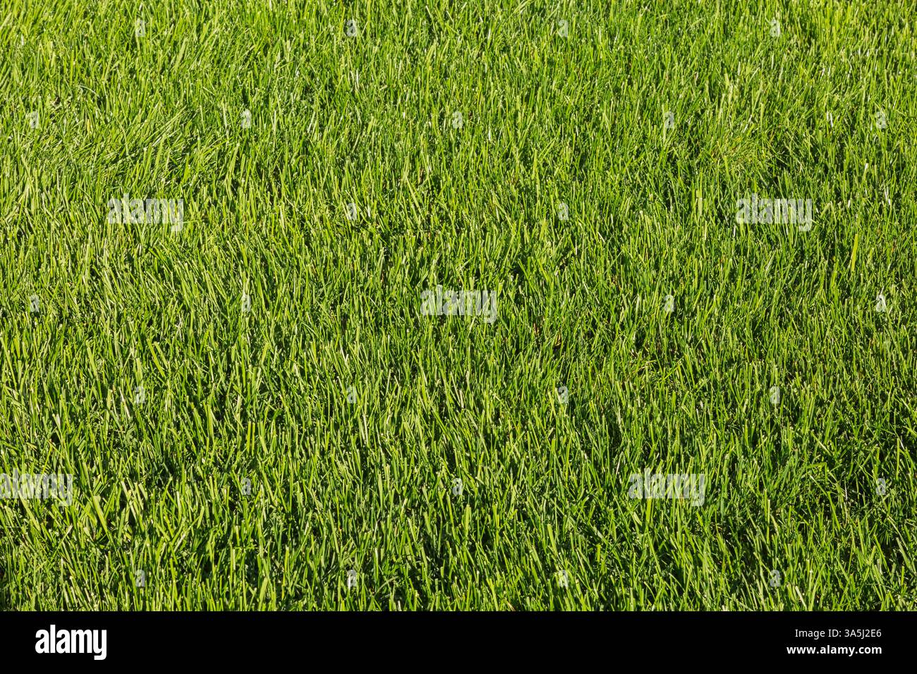 POA pratensis – Kentucky Bluegrass Rasen im Hinterhof im Spätsommer, Quebec, Kanada Stockfoto