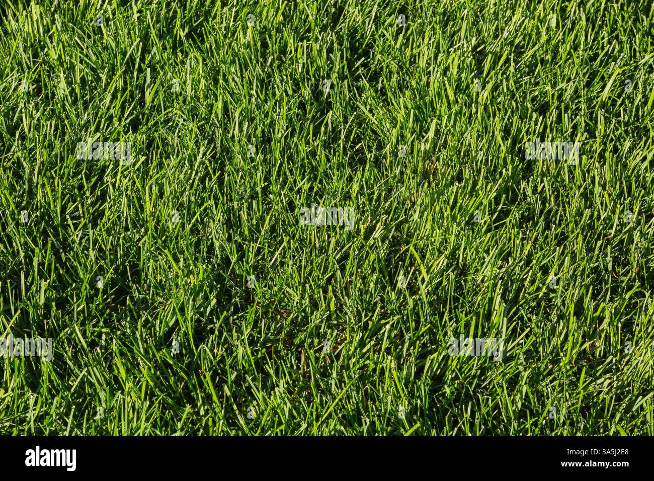 POA pratensis – Kentucky Bluegrass Rasen im Hinterhof im Spätsommer, Quebec, Kanada Stockfoto
