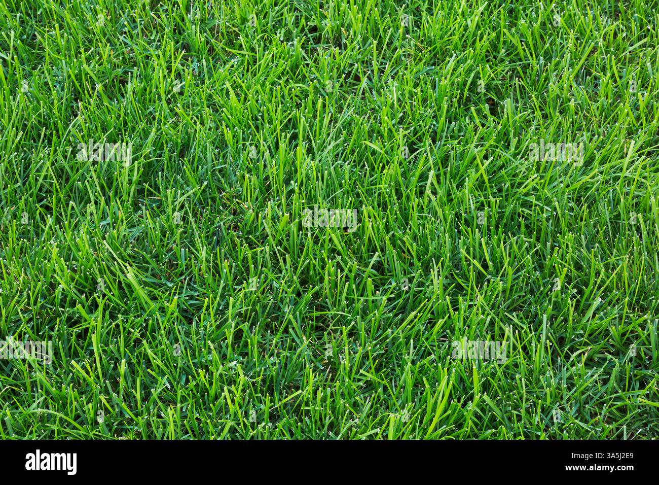 POA pratensis – Kentucky Bluegrass Rasen im Hinterhof im Spätsommer, Quebec, Kanada Stockfoto