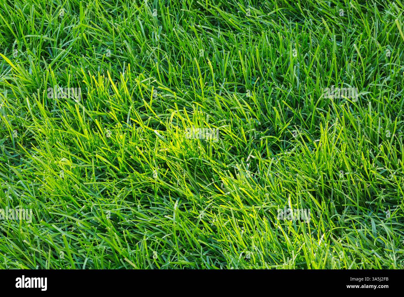 POA pratensis – Kentucky Bluegrass Rasen im Hinterhof im Spätsommer, Quebec, Kanada Stockfoto
