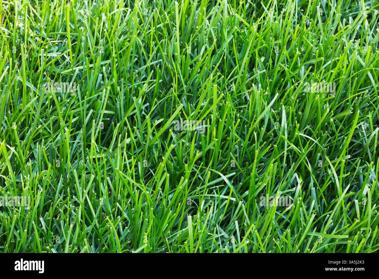 POA pratensis – Kentucky Bluegrass Rasen im Hinterhof im Spätsommer, Quebec, Kanada Stockfoto