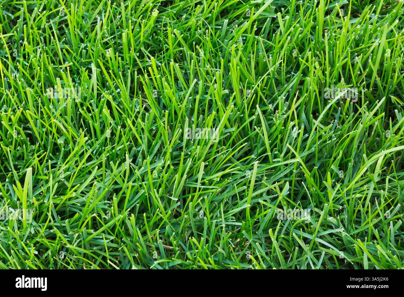 POA pratensis – Kentucky Bluegrass Rasen im Hinterhof im Spätsommer, Quebec, Kanada Stockfoto