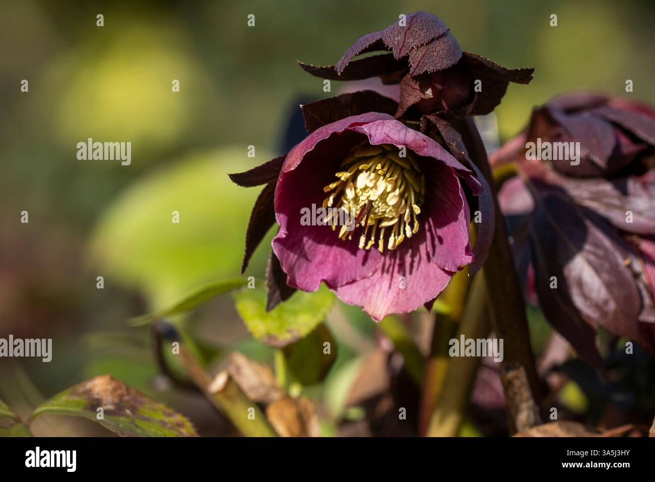Dunkelviolett-harter Hybrid-Helleborus, Helleborus x orientalis, blüht im Spätwinter und frühen Frühling. Violette Helleore-Blüte. Stockfoto