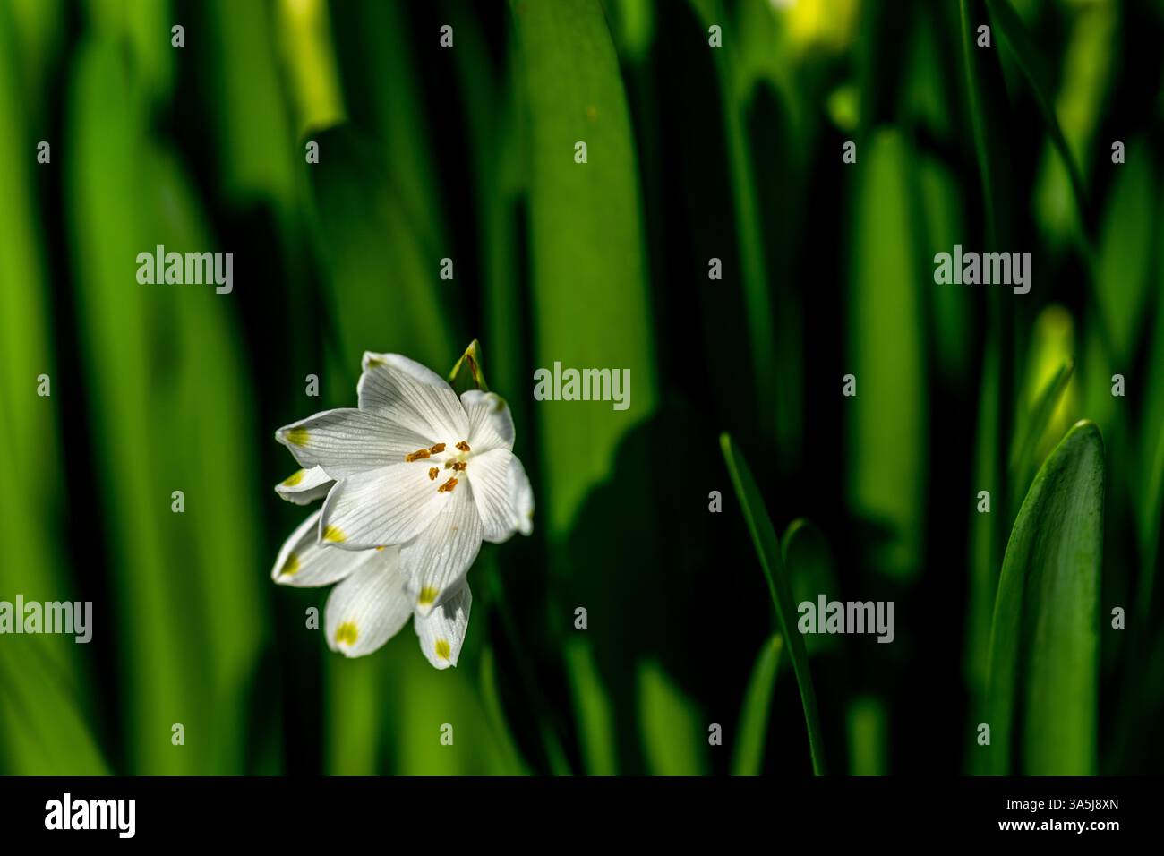 Sommerschneefloke, Leucojum vernum, auch bekannt als Frühlings- oder Sommerschneeflocke Stockfoto