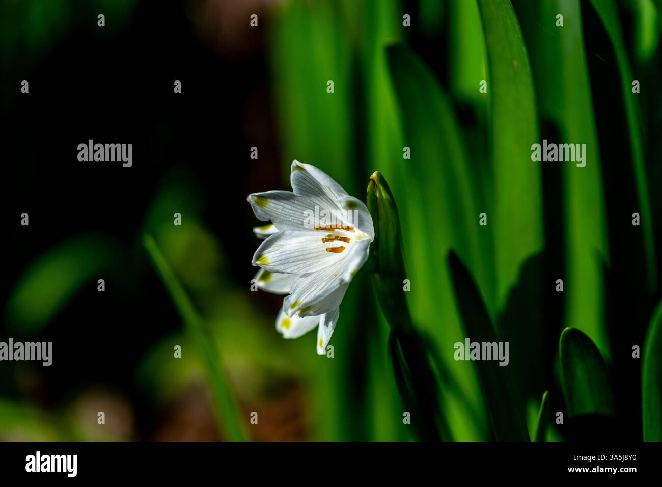 Sommerschneefloke, Leucojum vernum, auch bekannt als Frühlings- oder Sommerschneeflocke Stockfoto