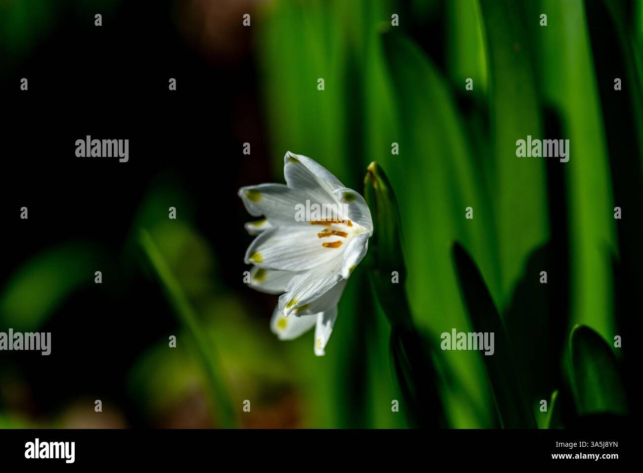 Sommerschneefloke, Leucojum vernum, auch bekannt als Frühlings- oder Sommerschneeflocke Stockfoto