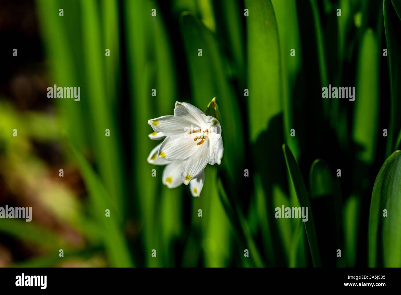 Sommerschneefloke, Leucojum vernum, auch bekannt als Frühlings- oder Sommerschneeflocke Stockfoto