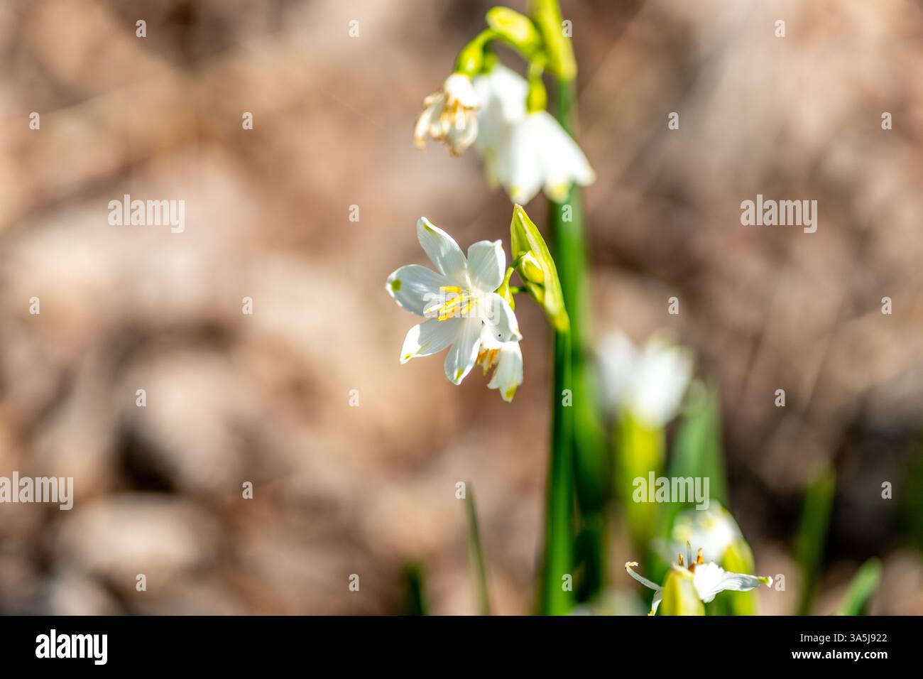 Sommerschneefloke, Leucojum vernum, auch bekannt als Frühlings- oder Sommerschneeflocke Stockfoto