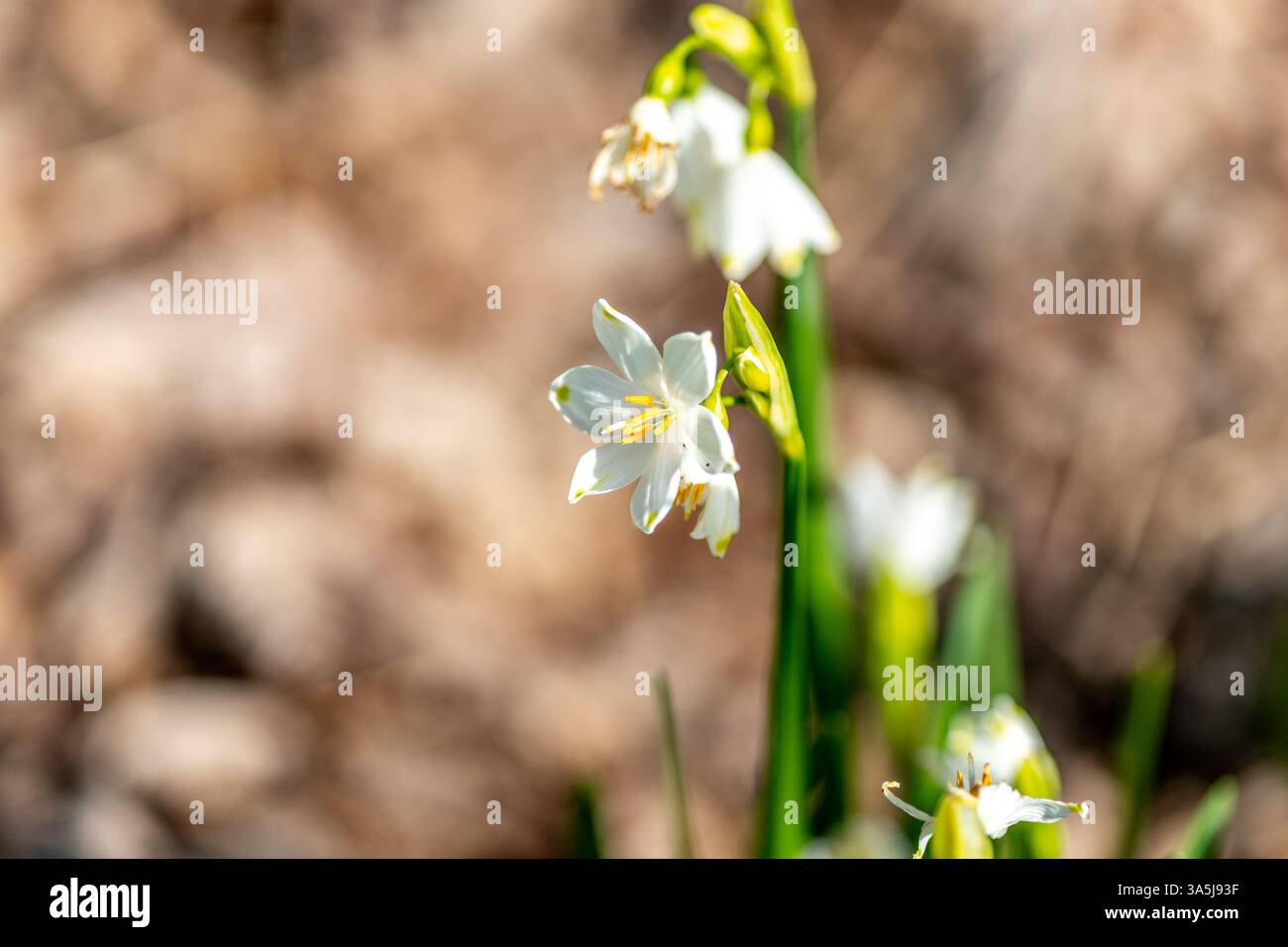 Sommerschneefloke, Leucojum vernum, auch bekannt als Frühlings- oder Sommerschneeflocke Stockfoto