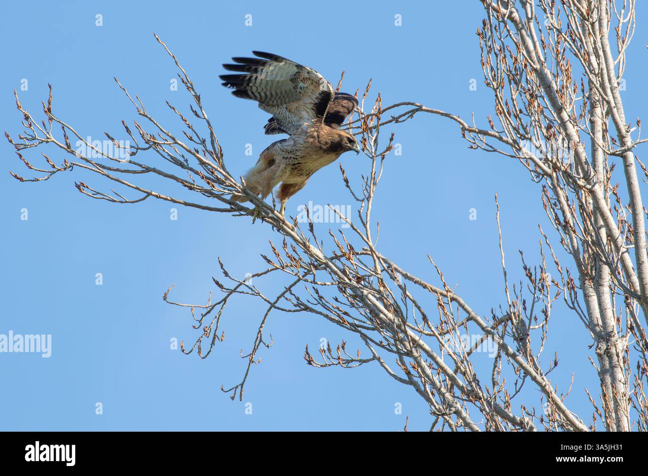 Der kalifornische Rotschwanzfalke, der von einem Baum abhebt Stockfoto