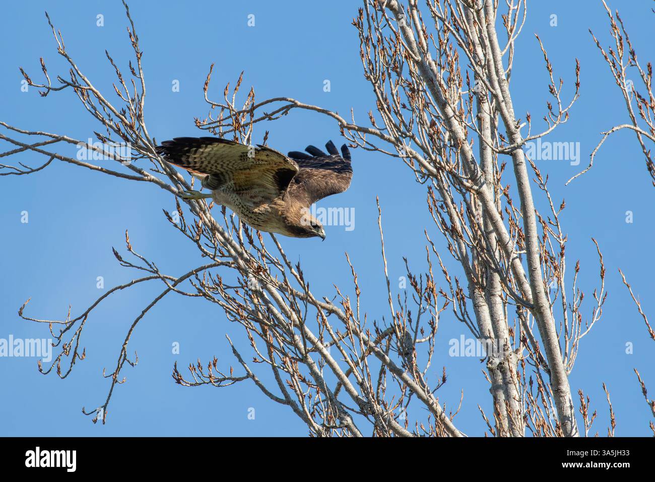 Der kalifornische Rotschwanzfalke, der von einem Baum abhebt Stockfoto