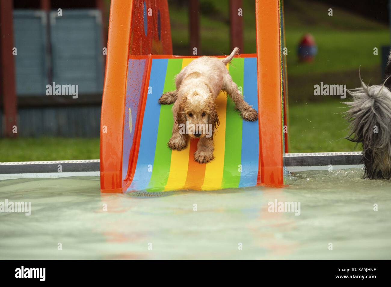 Englischer Cocker Spaniel im Schwimmbad Stockfoto
