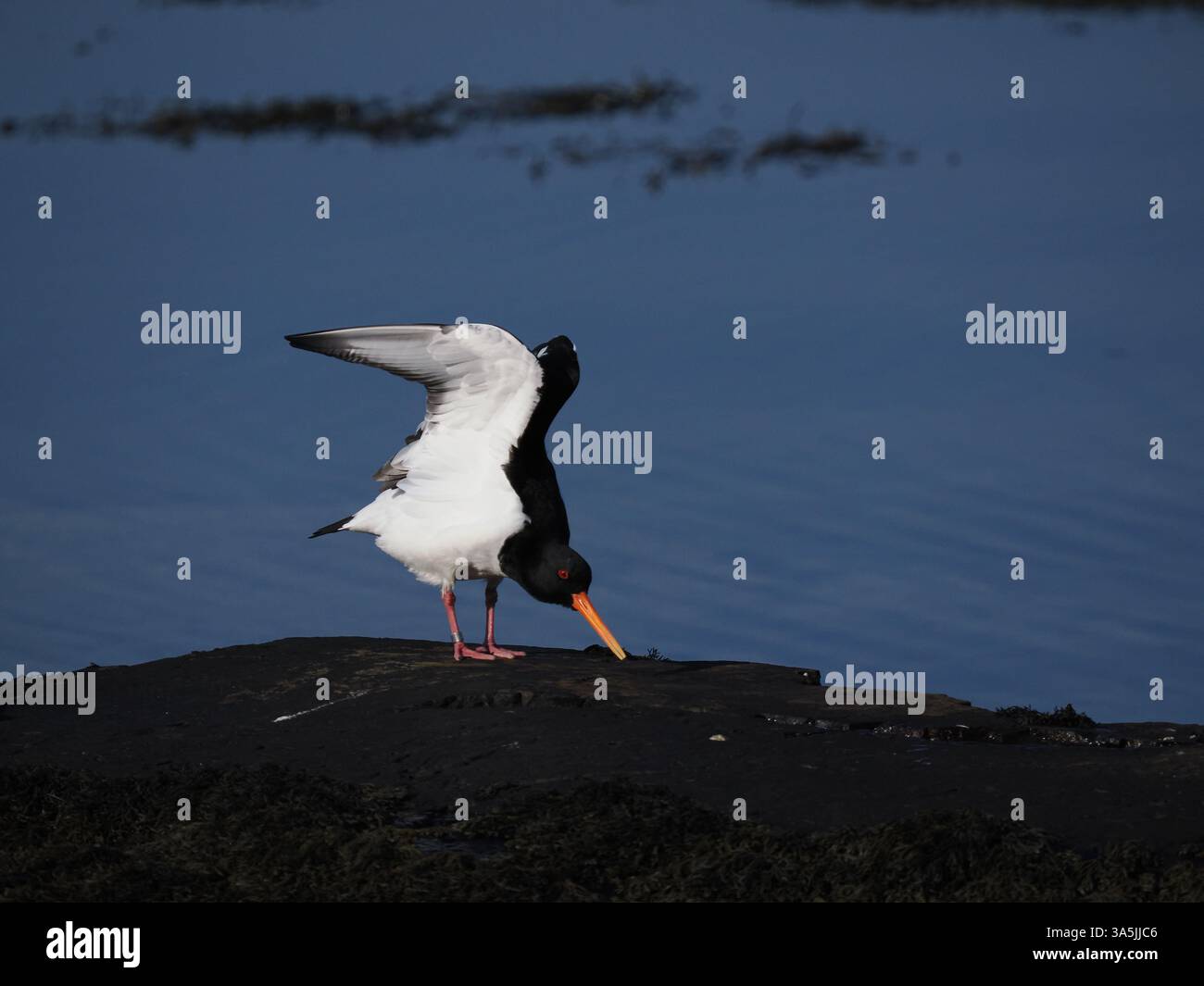 Austernfänger brüten zu Beginn der Saison und im März werden bereits gepaart und gezeigt. Stockfoto