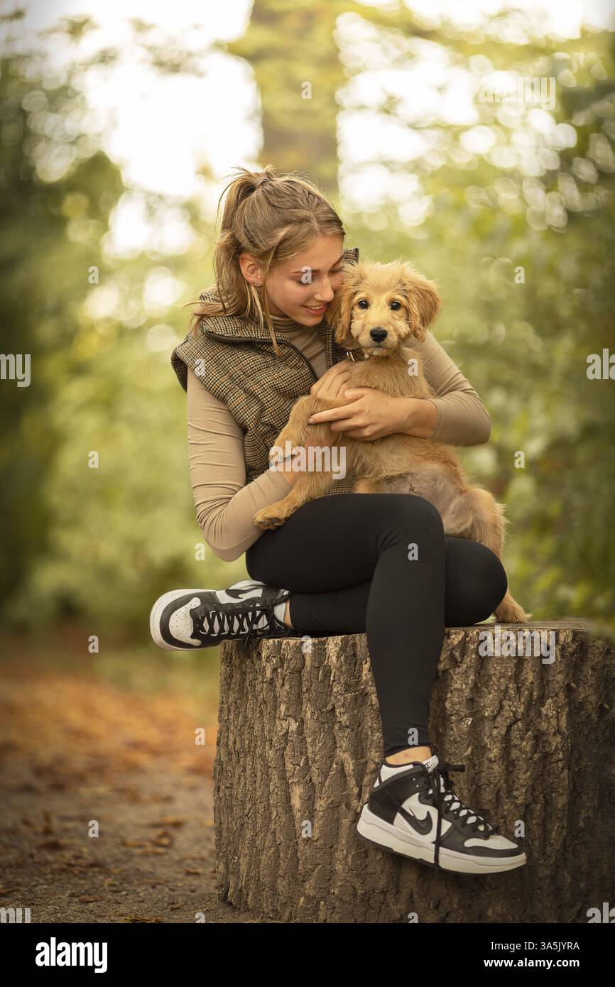 Goldendoodle Welpen Stockfoto