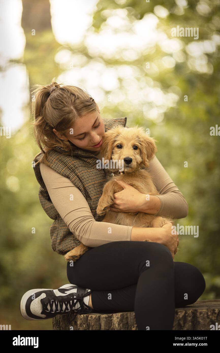 Goldendoodle Welpen Stockfoto