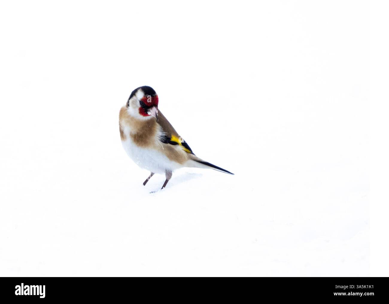 Europäisch, Goldfink Stockfoto