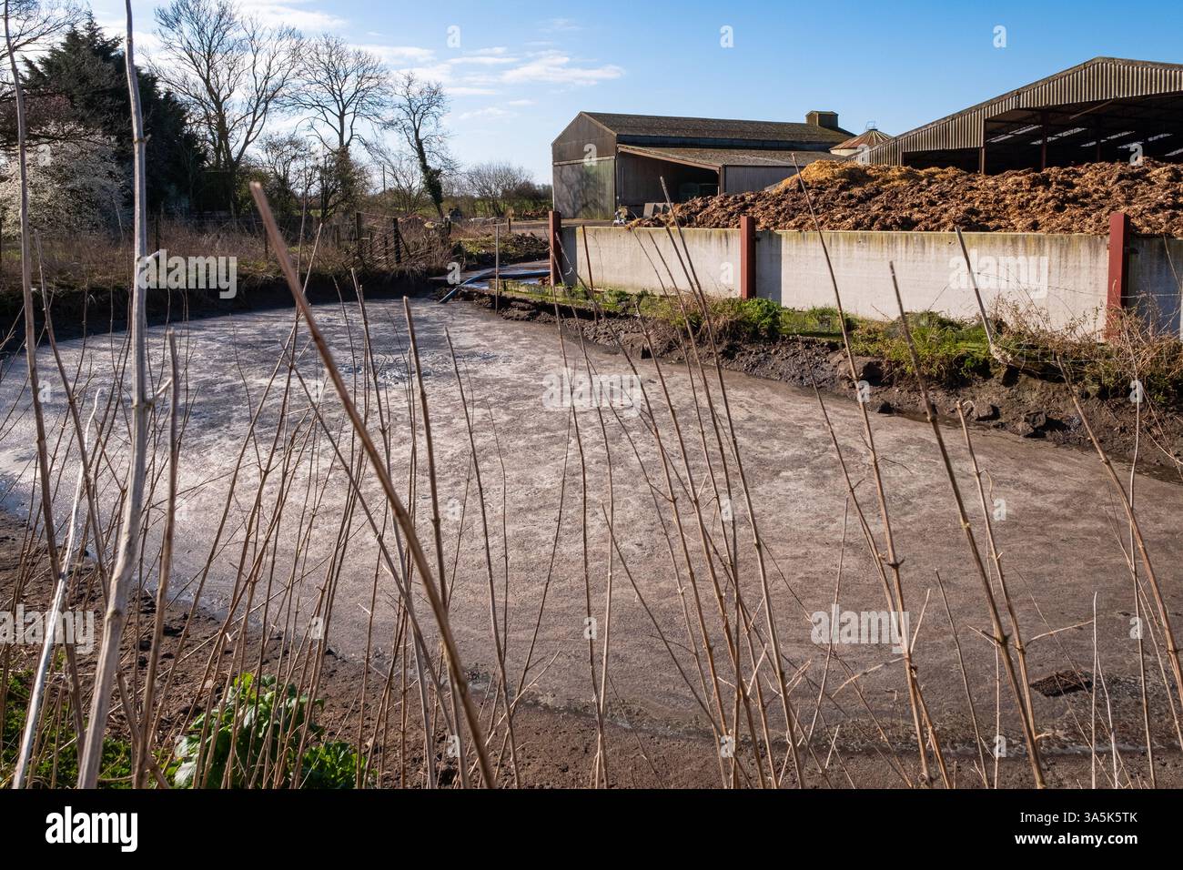 Schlammgrube oder Schlammteich. Ablagerung von landwirtschaftlichen Abfällen, bevor sie als Düngemittel auf den Feldern verteilt werden. Suffolk, Großbritannien. Stockfoto