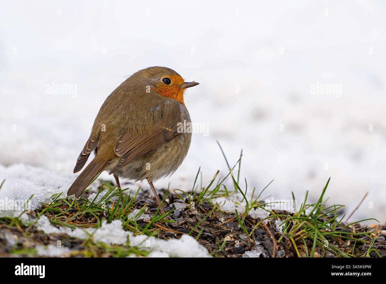 Europäischer Robin Erithacus rubecula im Schnee aus nächster Nähe. Stockfoto