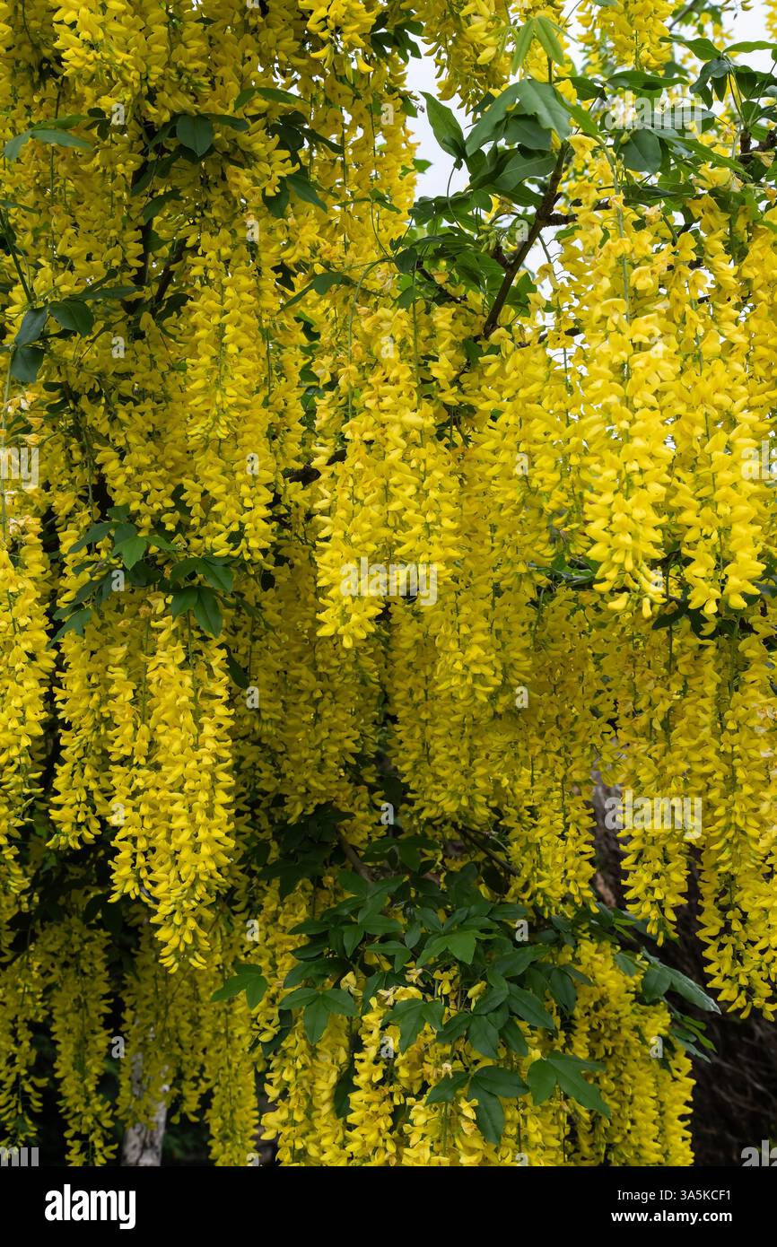 Laburnum-Blüten Laburnum anagyroides dichte, hängende Bündel goldgelber Blüten wie Ketten, blühen im späten Frühjahr Stockfoto