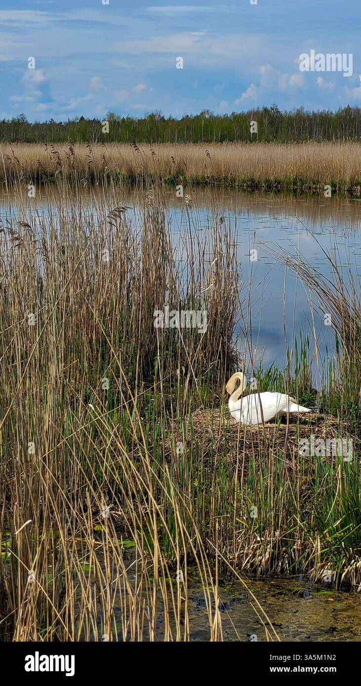Das Schwanweibchen sitzt auf den Eiern im Nest zwischen dem Schilf, neben dem See. Mutterschaft in freier Wildbahn. Schwan-Mutter. Stockfoto