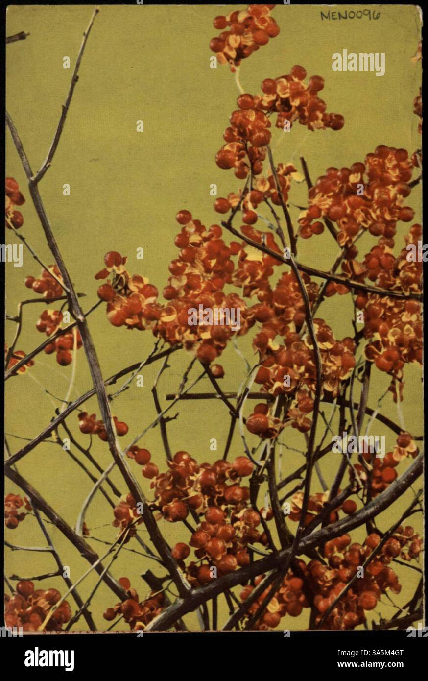 Ein zweifach gefaltetes Mittagsmenü von Stouffer's mit verschiedenen Sandwiches, Salaten, Hauptgerichten und Desserts. Das Menü enthält ein Farbfoto auf dem Cover und eine spezielle Karte. Stockfoto