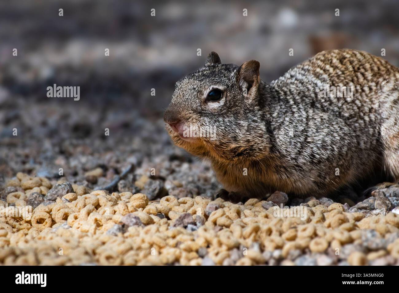 Klobiges Eichhörnchen, das Sich Einen Bissen zum Essen schnappt Stockfoto