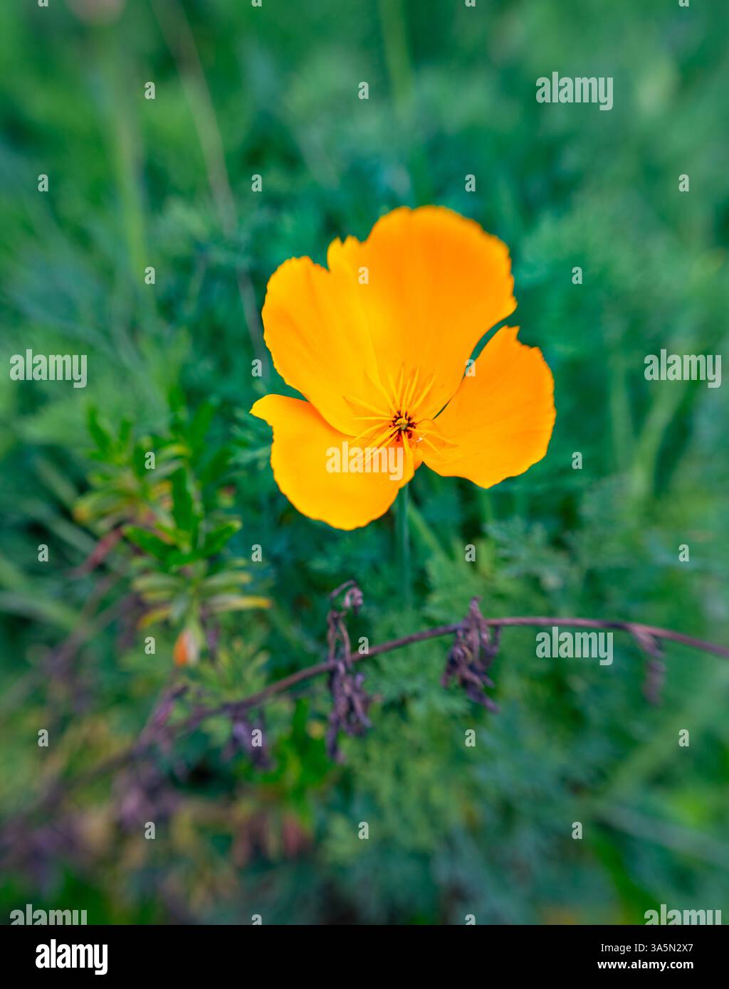 Einzelfokus Nahaufnahme eines einzelnen Goldmohns in einem Garten. Stockfoto