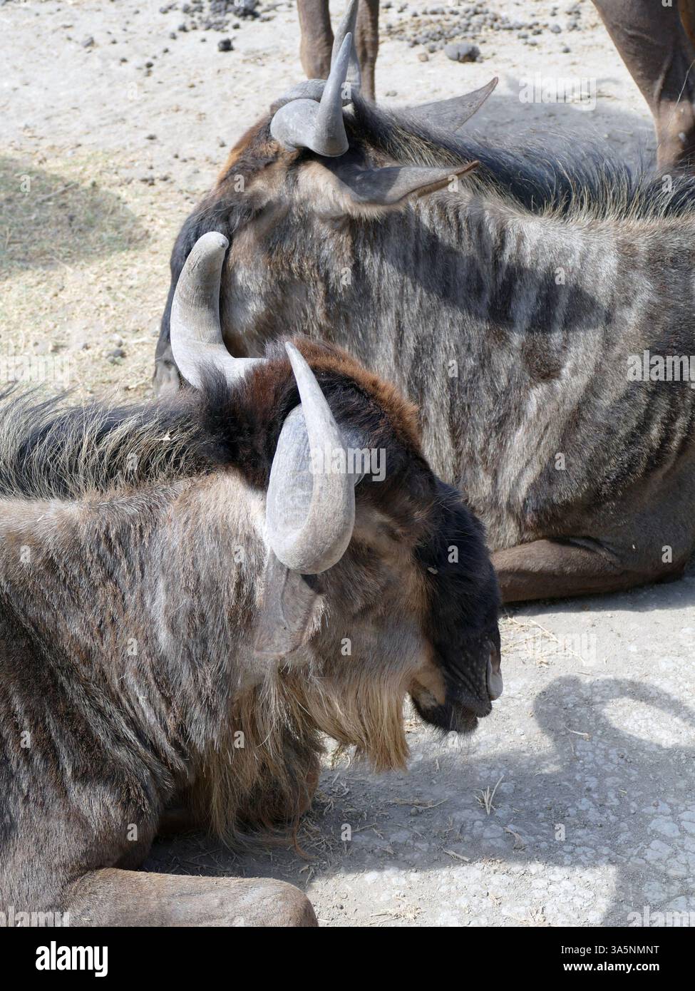 Ngorongoro, tansania - 6. november 2022 - zwei Gnus liegen auf trockenem Boden in einer Zooumgebung und wirken entspannt und entspannt Stockfoto