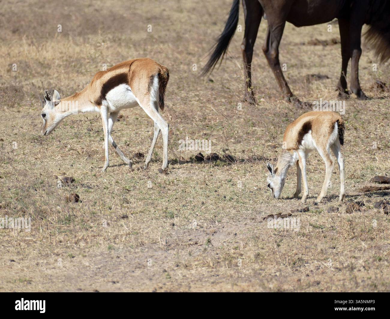 Ngorongoro, tansania - 6. november 2022 - zwei thomson's Gazellen weiden auf trockenem Gras in der afrikanischen Savanne, ein Gnus steht im Hinterland Stockfoto