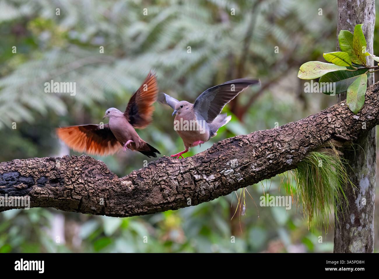Ein Paar Ohrentauben (Zenaida auriculata) landet in der Nähe von Cali, Kolumbien Stockfoto