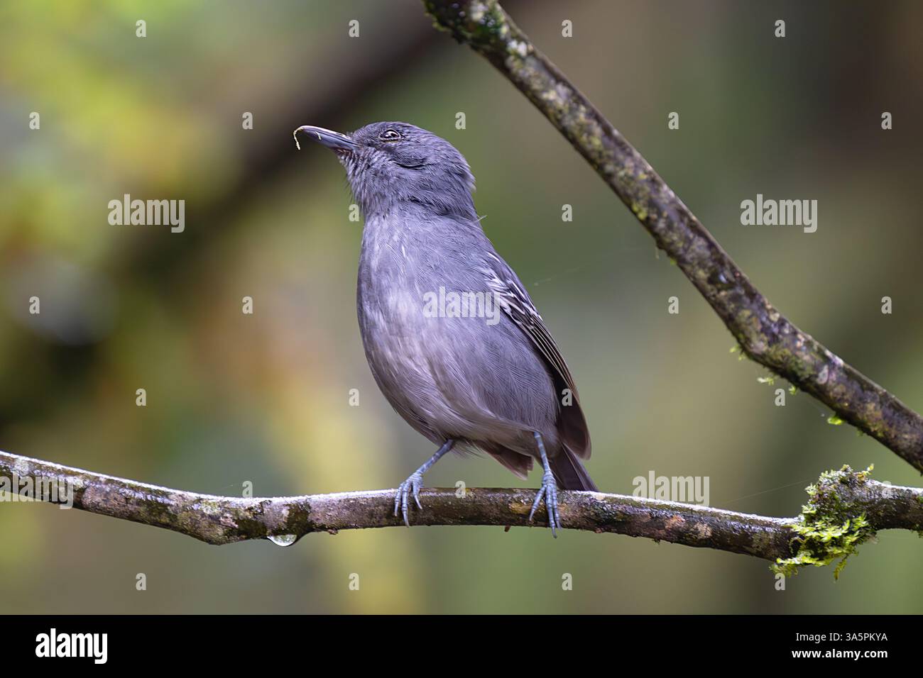 Die Ebene Antvireo (Dysithamnus) thront auf einem Ast in der Nähe von Cali, Kolumbien Stockfoto