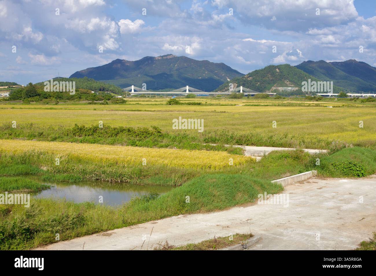 Muan County, Südkorea - 25. September 2020: Ausgedehnte Reisfelder in goldenen Tönen erstrecken sich zu einer Kabelbrücke und üppigen Bergen unter einem s Stockfoto