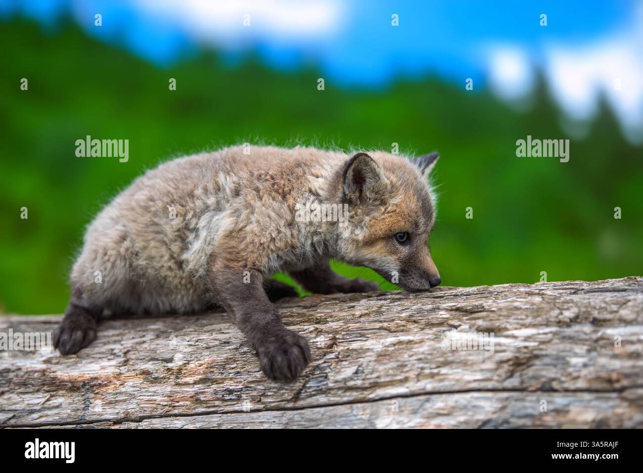 Ein kleines Jungfuchs navigiert vorsichtig durch seine Waldumgebung und erkundet neugierig den Boden und das gefallene Holz unter einem blauen Himmel. Stockfoto
