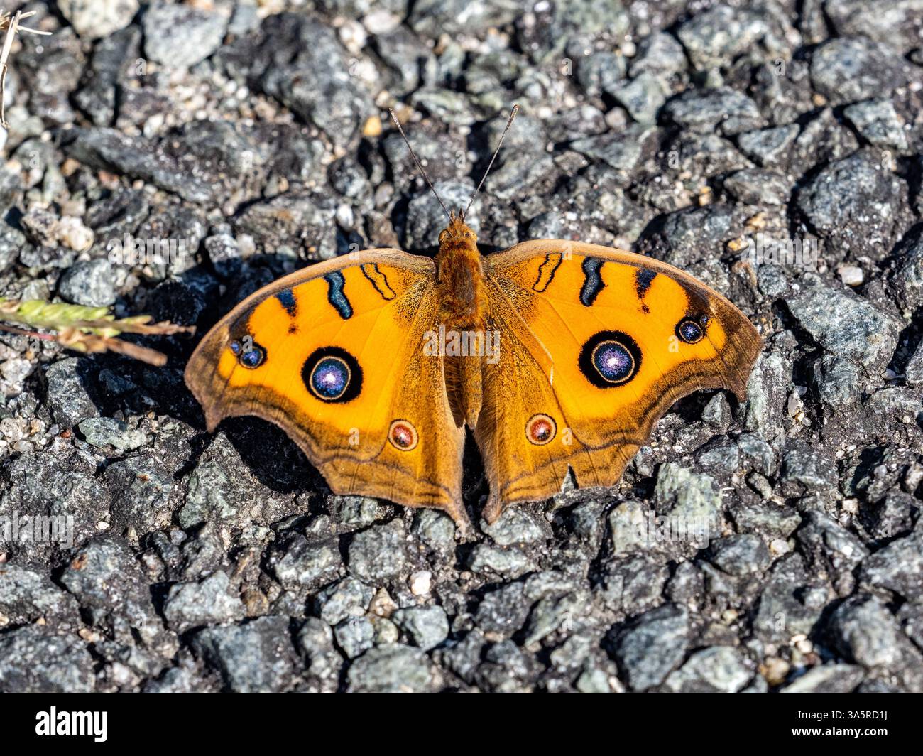 Junonia almana, ein farbenfroher orientalischer Pfauenstiefel, thront auf den Blättern einer Hecke in einem Park in der Nähe von Fukuoka, Japan Stockfoto