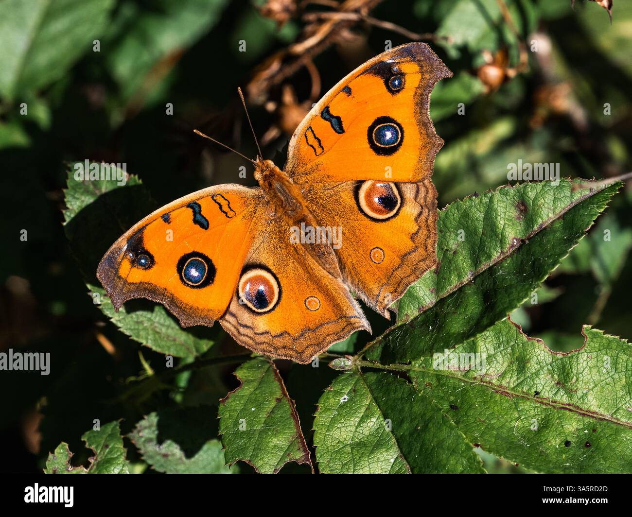 Junonia almana, ein farbenfroher orientalischer Pfauenstiefel, thront auf den Blättern einer Hecke in einem Park in der Nähe von Fukuoka, Japan Stockfoto