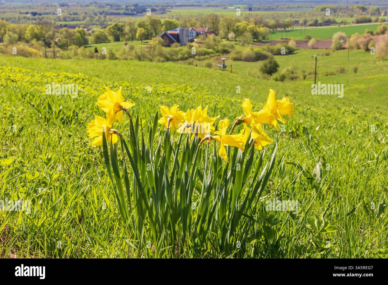 Wilde Narzissen blühen auf einer Wiese in der Landschaft ein sonniger Frühlingstag Stockfoto