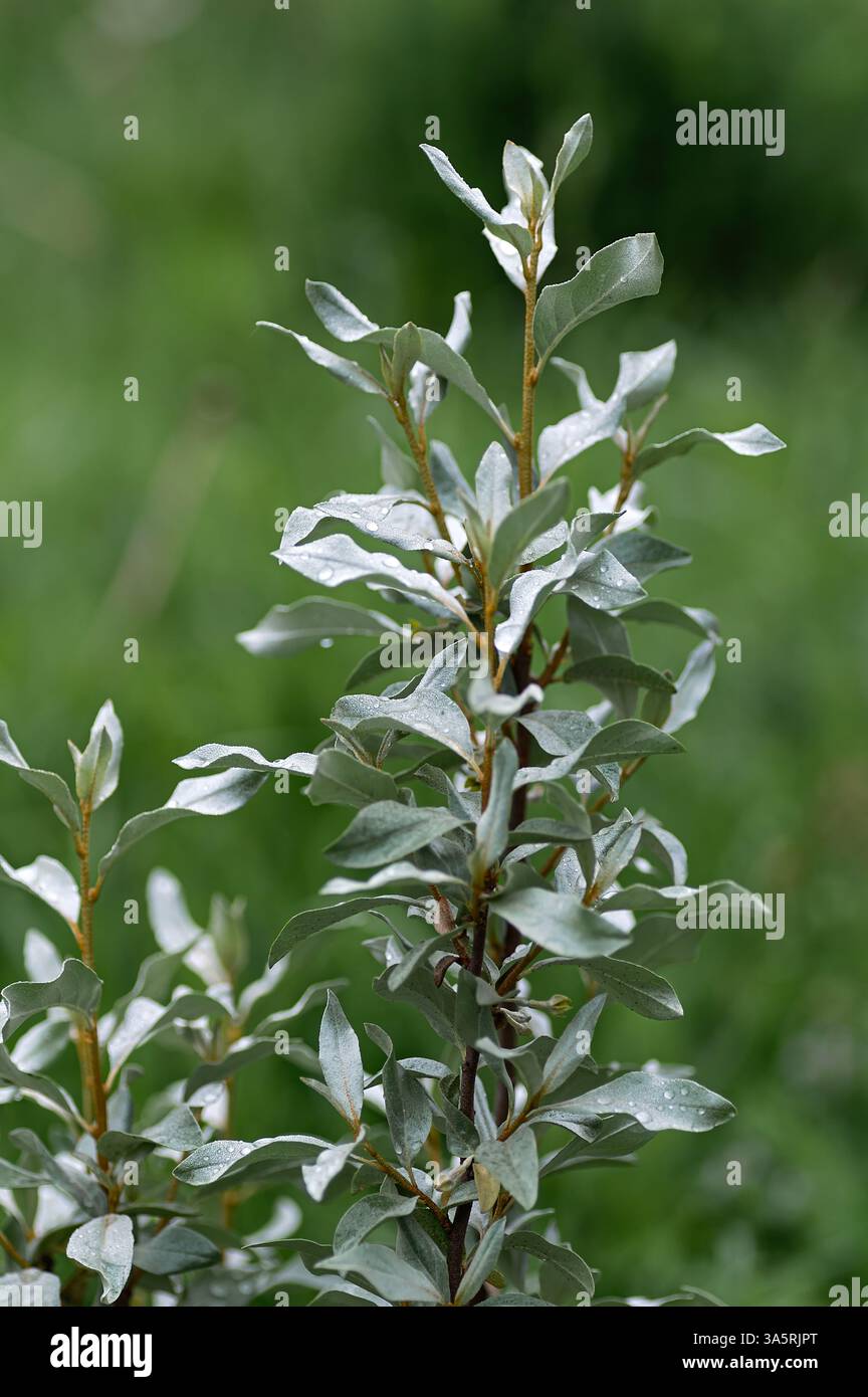 Nahaufnahme des silbrigen Elaeagnus comutata im Freien. Vertikaler Freischnitt. Stockfoto