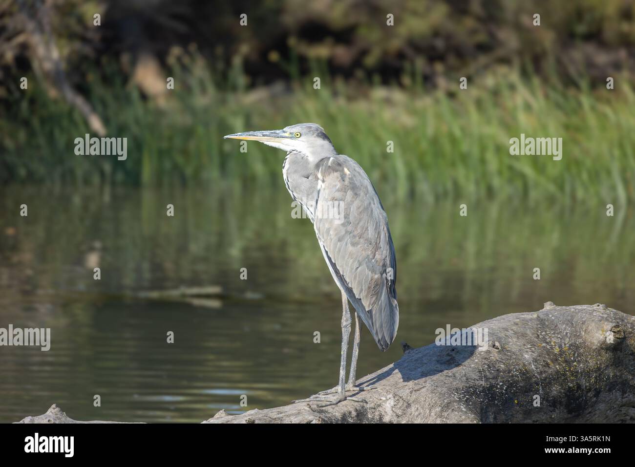 Graureiher in der wilden Camargue Stockfoto