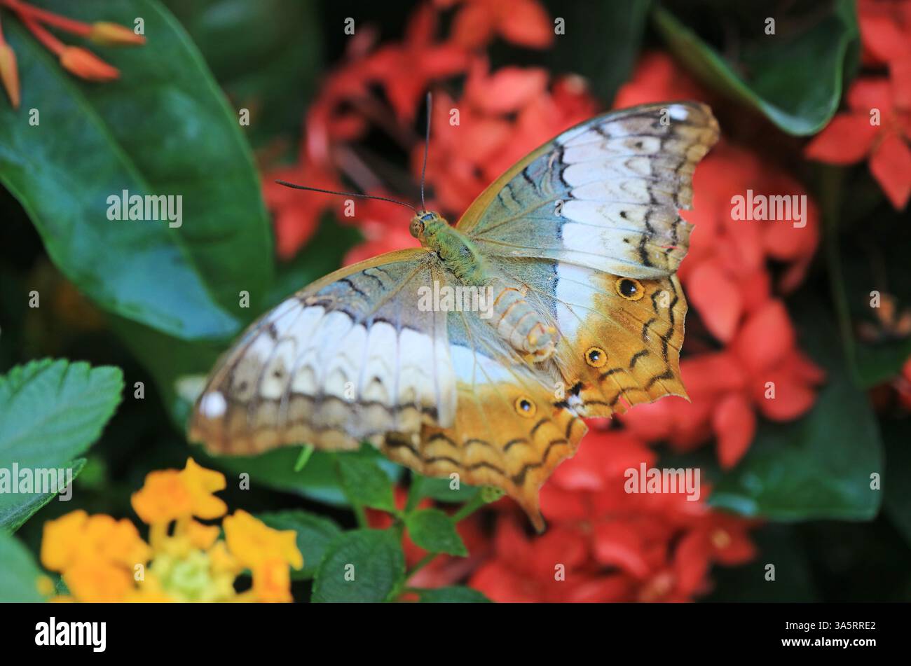 Nahaufnahme von Vindula Dejone Butterfly mit seinen komplizierten gemusterten Flügeln auf Red Blooming Ixora Stockfoto