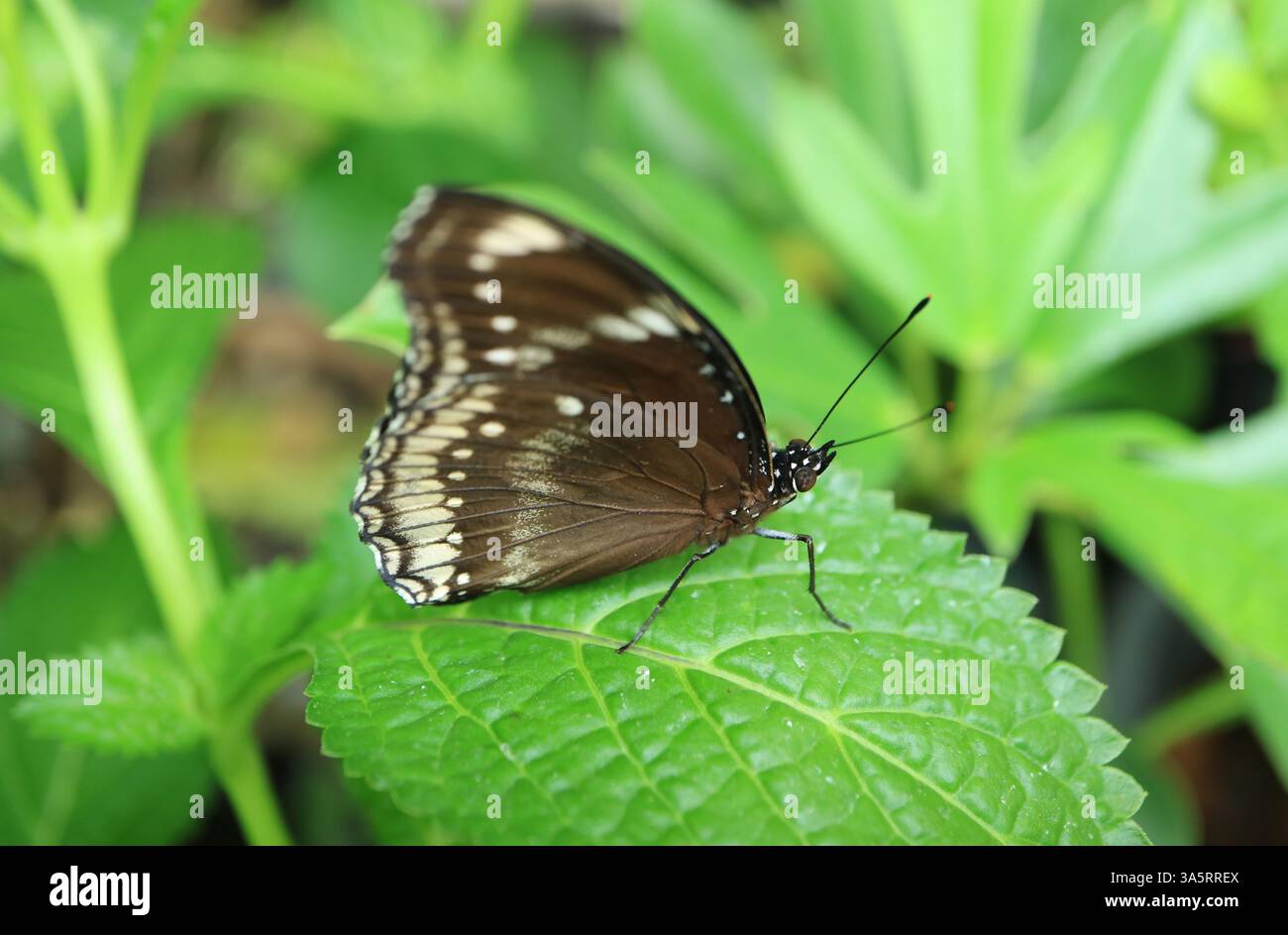 Wunderschöner großer Eggfly oder Blaumond Schmetterling (Hypolimnas Bolina), der auf einem lebhaften grünen Blatt ruht Stockfoto