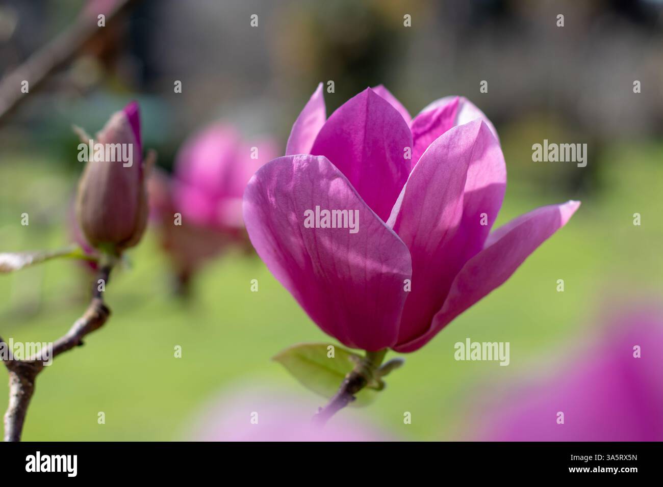 Magnolia liiflora dunkelrosa Blüten auf dem verschwommenen Hintergrund. Mulan, violette oder rote Magnolienbäume im Frühlingsgarten. Lily oder Tulpenmagnolie Flowe Stockfoto
