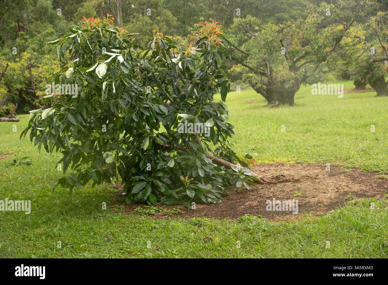 Junger Avocadobaum, Persea Americana, seitlich aufgeblasen, aber nicht entwurzelt, im tropischen Zyklon Alfred, März 2025. Orchard in Queensland, Australien. Stockfoto
